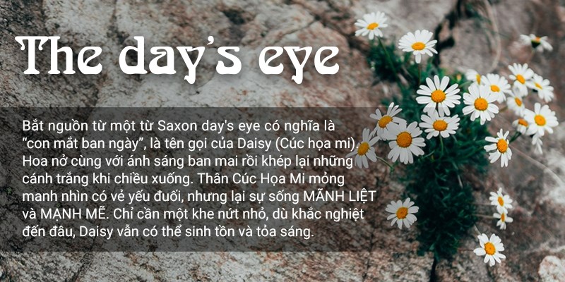 Quần Short 7 Inch Dáng Rộng The Day's Eye 15 Vol 23